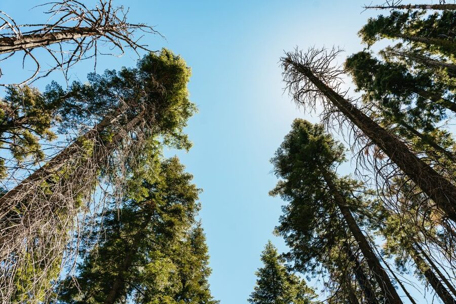 San Francisco: Yosemite National Park & Giant Sequoias Hike - What the $219 price really covers