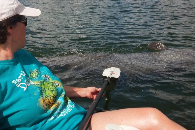 Sarasota Guided Mangrove Tunnel Kayak Tour - What makes this Sarasota kayak tour worth your time