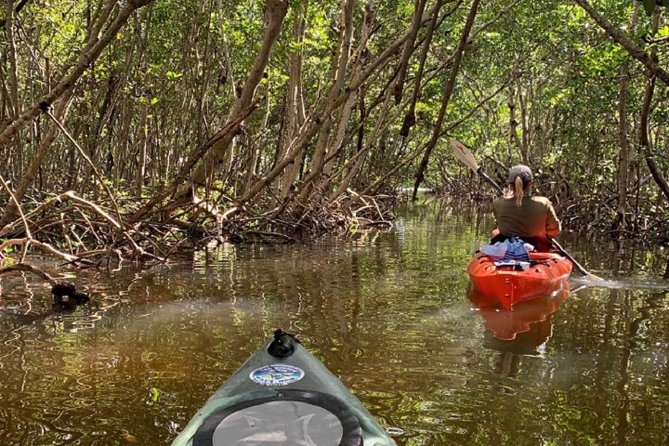 Sarasota Guided Mangrove Tunnel Kayak Tour - Wildlife spotting without a guarantee