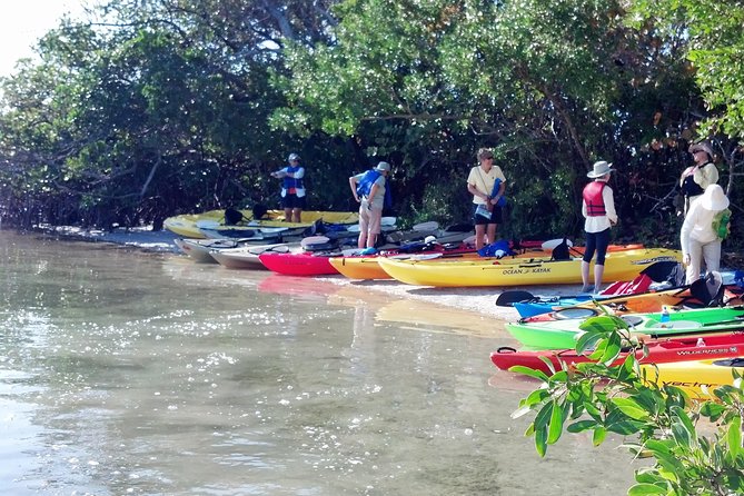 Sarasota Guided Mangrove Tunnel Kayak Tour - How much value do you get for $59?