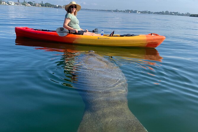Sarasota Mangrove Tunnel Guided Kayak Adventure - What makes this kayak trip worth your time
