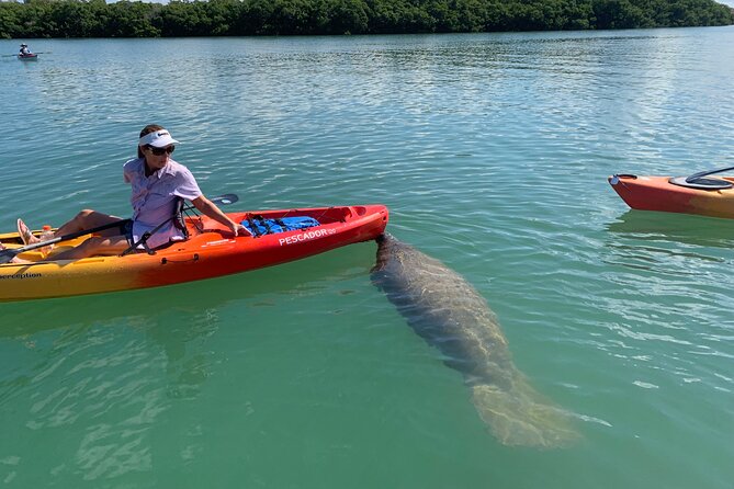 Sarasota Mangrove Tunnel Guided Kayak Adventure - Is the $65 price a good value?