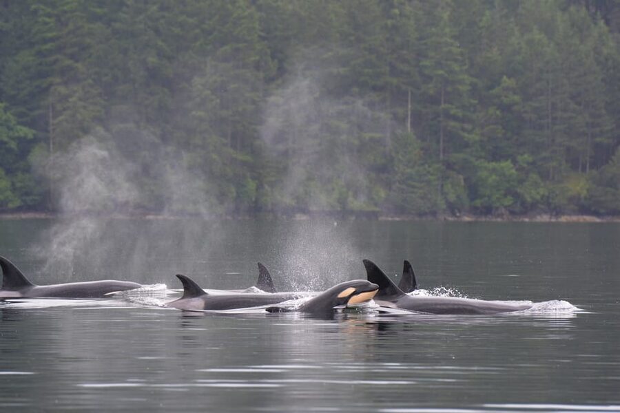 Seattle: Half-Day Wildlife and Whale Watching Cruise - The search through the sound