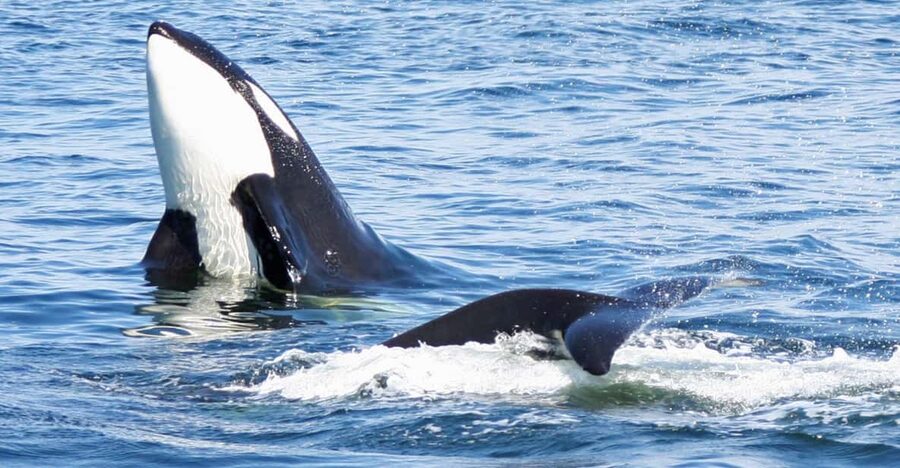 Seattle: Half-Day Wildlife and Whale Watching Cruise - The naturalist makes the difference