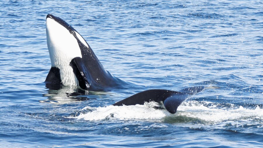 Seattle: Half-Day Wildlife and Whale Watching Cruise - Who should take this cruise?