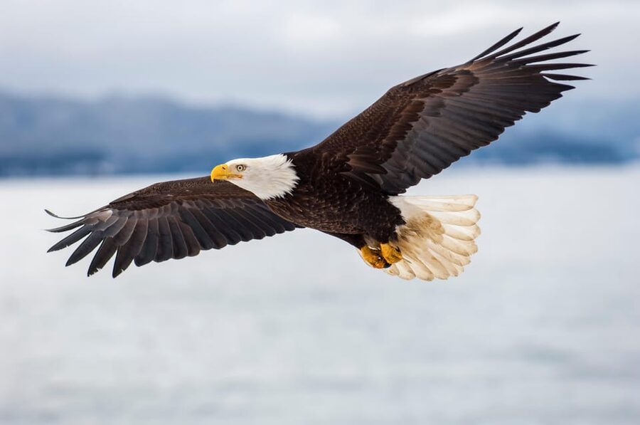 Seattle: Half-Day Wildlife and Whale Watching Cruise - A comfortable boat, with a few sound issues