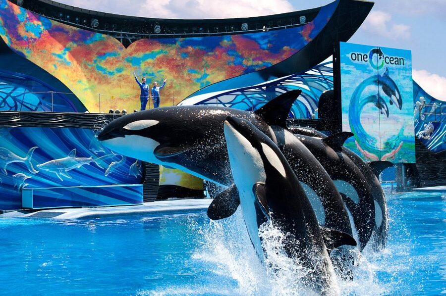 SeaWorld Orlando: Park Admission Ticket - The real cost of a $87 ticket