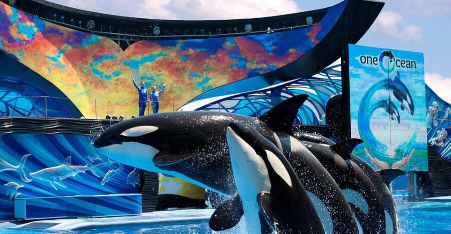 SeaWorld Orlando: Park Admission Ticket - Starting your day with Mako, Manta, and Pipeline