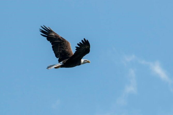 See Crystal River - Mantee & Wildlife Viewing Cruise - What the 90-minute cruise is like