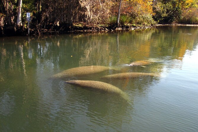 See Crystal River - Mantee & Wildlife Viewing Cruise - Other wildlife along Crystal River