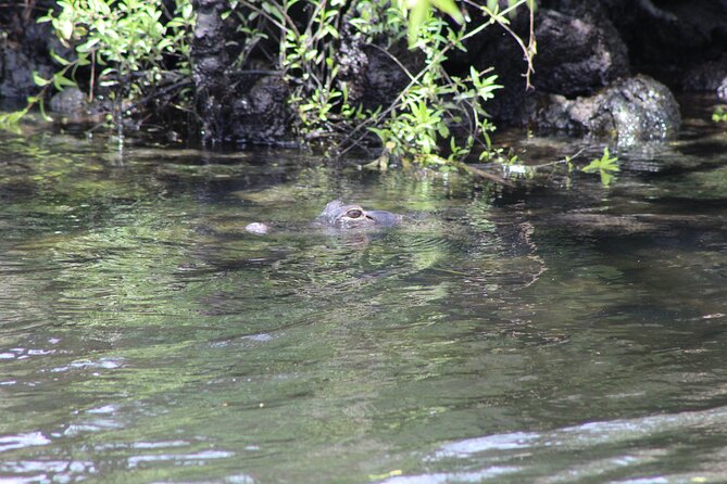 See Crystal River - Mantee & Wildlife Viewing Cruise - Water clarity and changing conditions