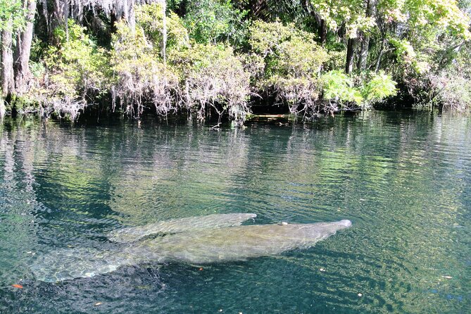 See Crystal River - Mantee & Wildlife Viewing Cruise - Why the small boat makes a difference