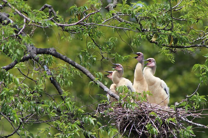 See Crystal River - Mantee & Wildlife Viewing Cruise - Timing, parking, and what to bring