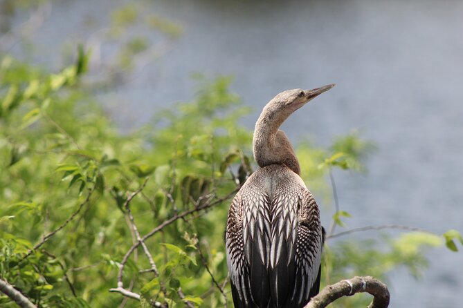 See Crystal River - Mantee & Wildlife Viewing Cruise - Who will enjoy this cruise most