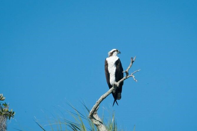 See Crystal River - Mantee & Wildlife Viewing Cruise - Finding manatees near Three Sisters Springs