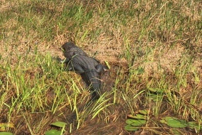 Semi-Private 1-Hour Airboat Tour of Miami Everglades - Key points to know before you book
