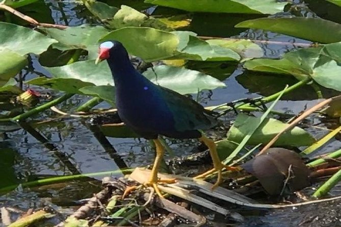 Semi-Private 1-Hour Airboat Tour of Miami Everglades - Why this one-hour Everglades ride works