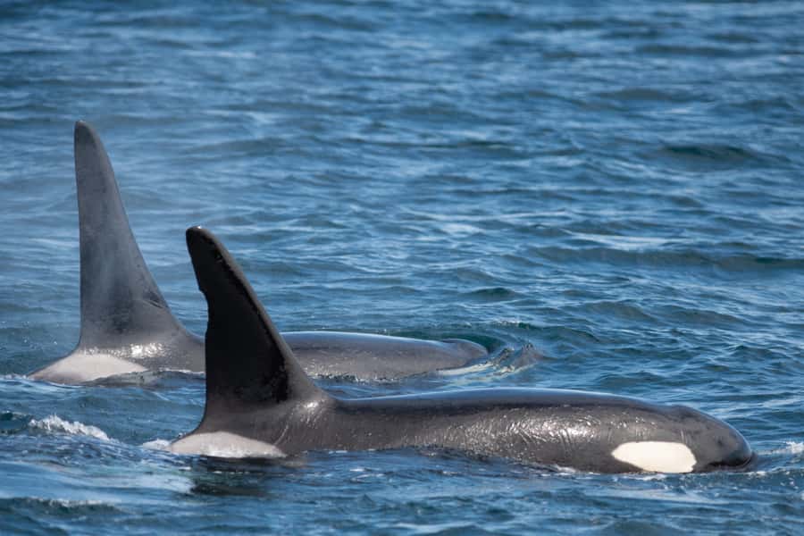 Seward: Kenai Fjords National Park Catamaran Cruise w/Lunch - Practical booking advice for Seward