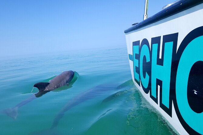 Shallow Water Snorkeling and Dolphin Watching in Key West - Snorkeling above reef, wreck, or sponge garden
