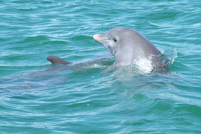 Shallow Water Snorkeling and Dolphin Watching in Key West - Weather can change the whole experience