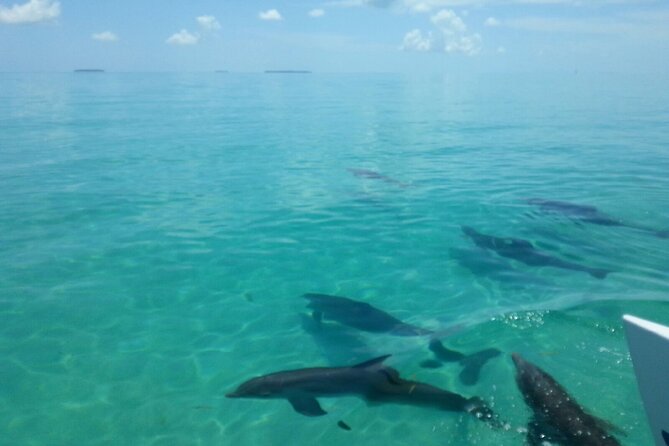 Shallow Water Snorkeling and Dolphin Watching in Key West - Should you book the Echo?