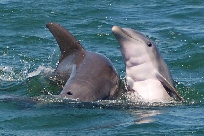 Shark and Wildlife Viewing Adventure in Key West - Key things to know before you book