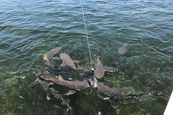 Shark and Wildlife Viewing Adventure in Key West - Four miles offshore for the main event