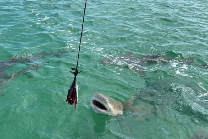 Shark and Wildlife Viewing Adventure in Key West - What the guides add to the trip