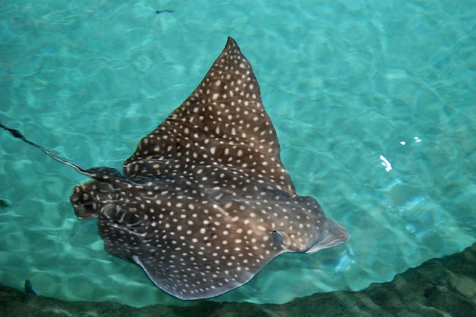 Shark and Wildlife Viewing Adventure in Key West - How the group size affects the experience
