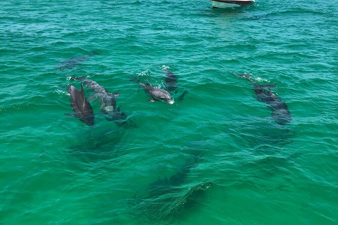 Shell Island Snorkel and Dolphin Catamaran Cruise with Island Time - The catamaran ride, music, and onboard drinks