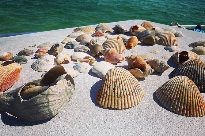 Shell Island Snorkel and Dolphin Catamaran Cruise with Island Time - Booking timing and cancellation rules