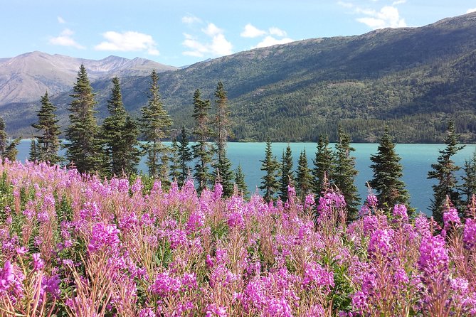 Skagway Shore Excursion: Half-Day Tour to the Yukon Border and Suspension Bridge - Key points at a glance