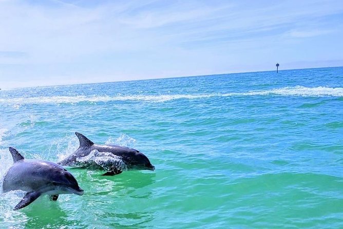Small Group 2 Hour Dolphin Cruise with Snorkeling to Shell Key - What wildlife you might see