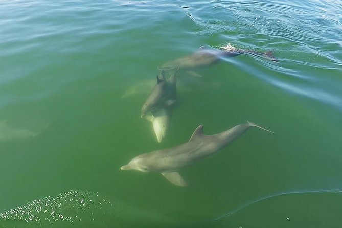Small Group 2 Hour Dolphin Cruise with Snorkeling to Shell Key - Comfort, supplies, and what to pack
