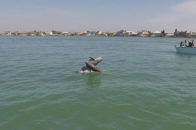 Small Group 2 Hour Dolphin Cruise with Snorkeling to Shell Key - How to spend the two hours well