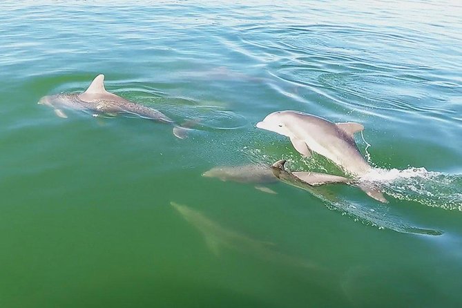 Small Group 2 Hour Dolphin Cruise with Snorkeling to Shell Key - Who should book this cruise?
