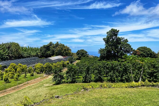 Small-Group Big Island Tour: Hawaii Volcanoes National Park and Kona Coffee Farm - Thurston Lava Tube: the easiest volcanic walk