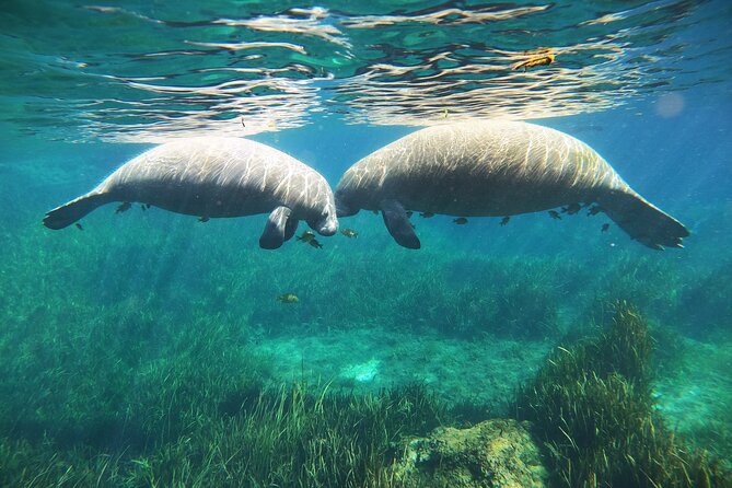 Small Group Manatee Snorkel Tour with In-Water Guide and Photographer - How passive observation changes the swim