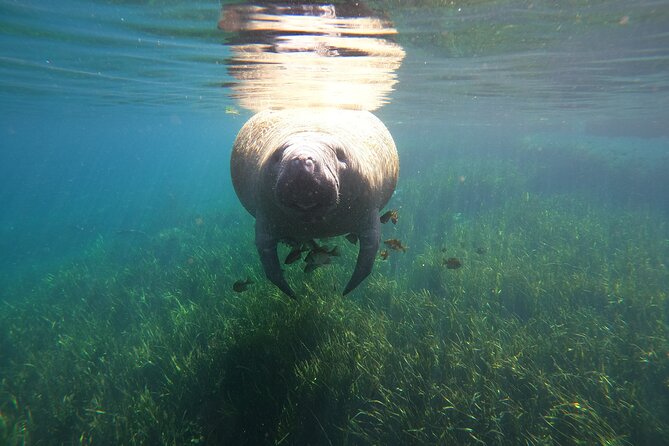 Small Group Manatee Snorkel Tour with In-Water Guide and Photographer - Who will enjoy this most