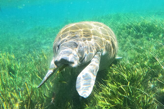 Small Group Manatee Snorkel Tour with In-Water Guide and Photographer - Timing, weather, and the cancellation details