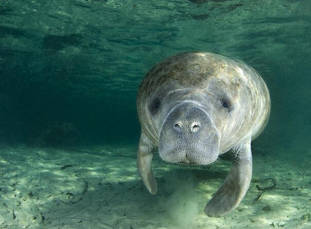 Small group Manatee Tour with In-Water Divemaster/Photographer - Key points to know before booking