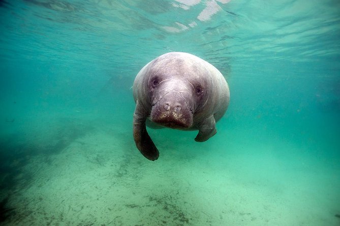 Small group Manatee Tour with In-Water Divemaster/Photographer - The guides and the value of their work