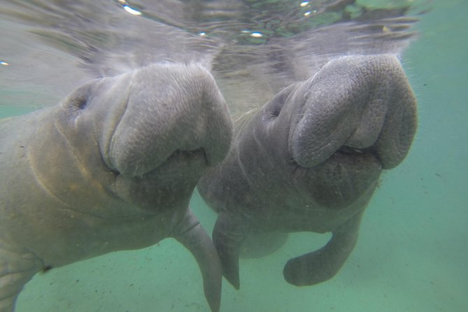 Small group Manatee Tour with In-Water Divemaster/Photographer - Why the small group changes the experience