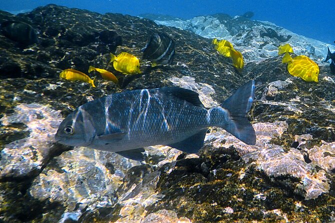 Small-Group Snorkel at Kealakekua Bay in Captain Cook, Big Island - What the three-hour route feels like