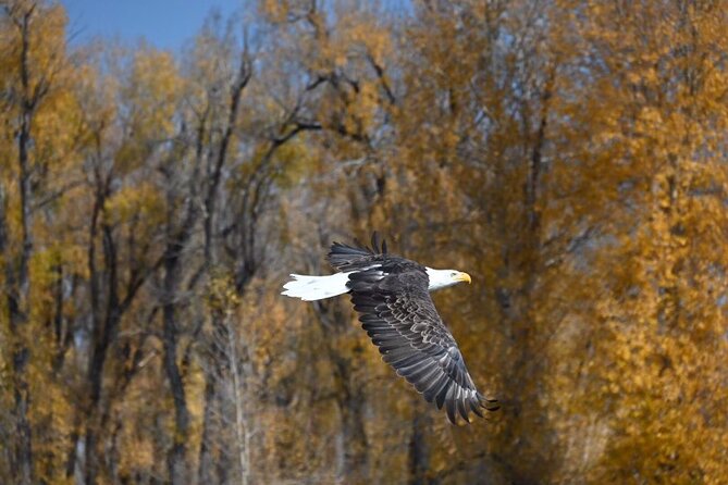 Snake River Scenic Float - Who should book this float