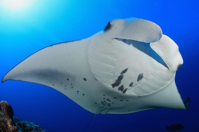 Snorkel with Manta Rays Guaranteed - The briefing explains the rules that matter
