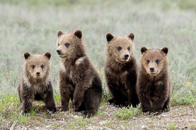 Sunset 4-Hour Grand Teton Wildlife Adventure - The animals you might see