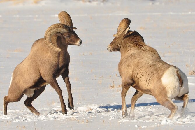 Sunset 4-Hour Grand Teton Wildlife Adventure - The value of $198 per person