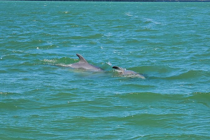 Sunset Dolphin Cruise with Sanibel Lighthouse Views - Dolphins, birds, and the limits of wildlife watching