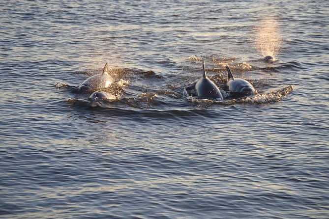 Take a Scenic Boat Ride in St. Augustine - Wildlife sightings are a bonus, not the main event